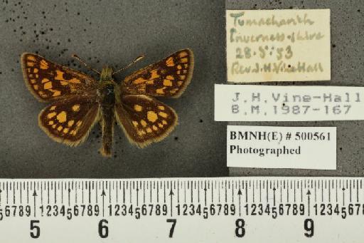 Carterocephalus palaemon (Pallas, 1771) - BMNHE_500561_176125