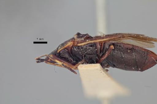 Rhyparochromus greeni Kirby, 1891 - Rhyparochromus greeni-BMNH(E)960089-Lectotype female lateral 1.25x