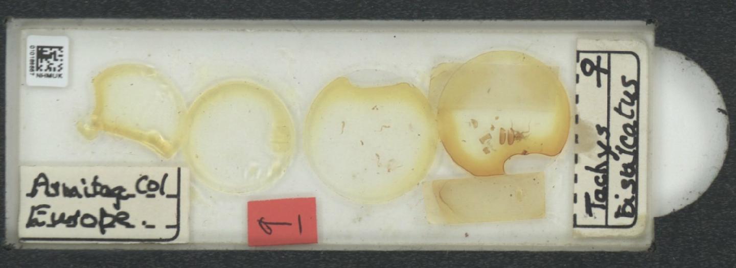 Porotachys bisulcatus thumbnail