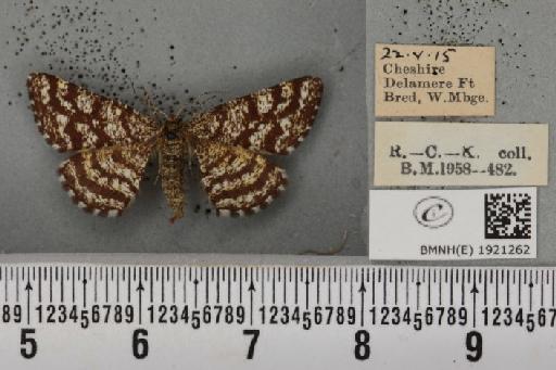 Ematurga atomaria ab. pseudoclathrata Heydemann, 1930 - BMNHE_1921262_486706