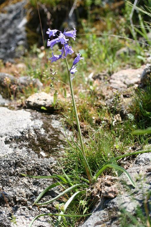 Hyacinthoides hispanica (Mill.) Rothm. - BB-206_plant2