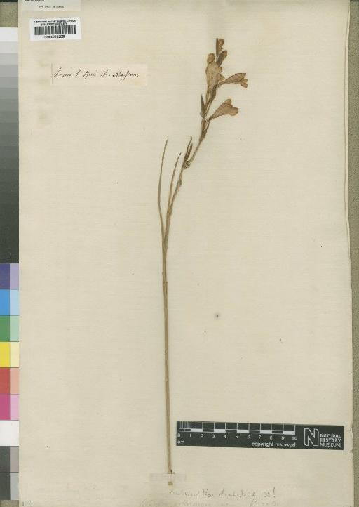 Gladiolus laccatus Jacq. - BM000922058
