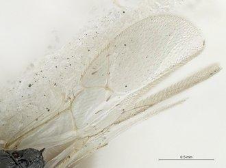 Neralsia haddocki van Noort, S. et al., 2014 - 970529_Neralsia_haddocki_male_BMNH_wings_330
