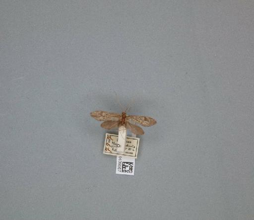 Athripsodes grumicha (Vallot, 1855) - 014409567_261463_1744157