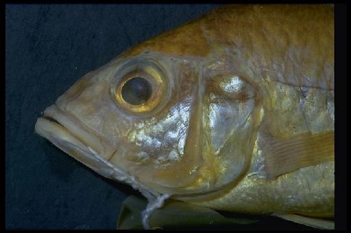 Haplochromis michaeli Trewavas, 1928 - Haplochromis michaeli; 1928.5.24.487