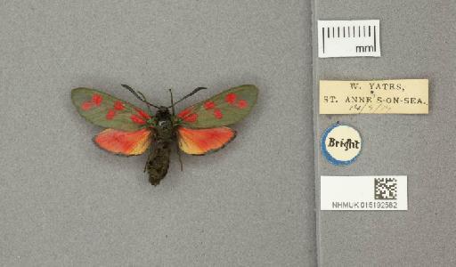 Zygaena (Zygaena) filipendulae stephensi Dupont, 1900 - 015192582_775459_1085133