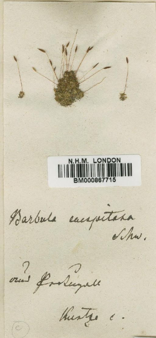 Tortula marginata (Bruch, Schimp. & W.Gümbel) Spruce - BM000867715