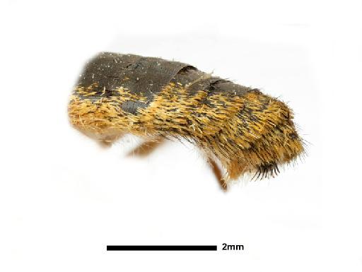 Exoprosopa nigrispina Bezzi, 1924 - 013660415, HOLOTYPE, Exoprosopa nigrispina Bezzi TERMINALIA