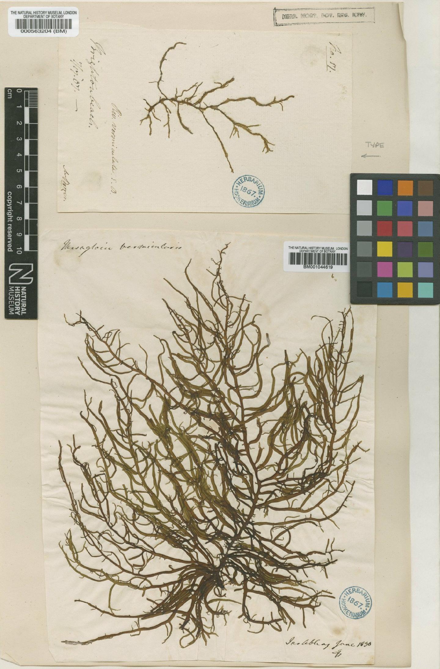 To NHMUK collection (Mesogloia vermiculata (Smith) Gray; NHMUK:ecatalogue:631971)