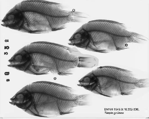 Tilapia galilaea (Lortet, 1883) - BMNH 1949.9.16.332-336, Tilapia galilaea Radiograph