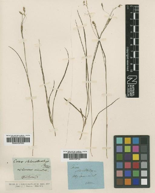 Carex capillaris L. - BM001067080