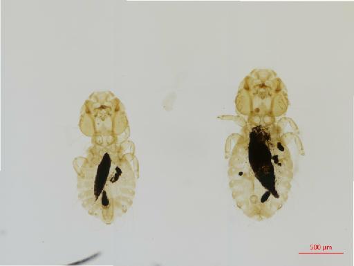 Strigiphilus crenulatus Giebel, 1874 - 010693408__2017_08_11-Scene-1-ScanRegion0