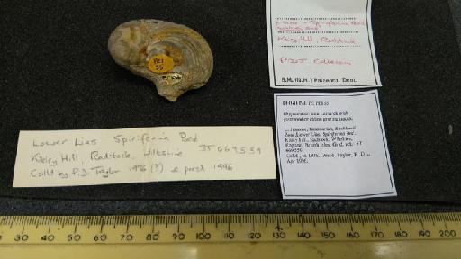 Gryphaea arcuata Lamarck, 1801 - NHM-UK_P_PEI55_2_M_1