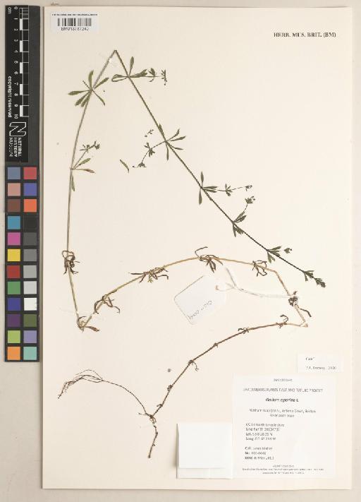 Galium aparine L. - 013737240