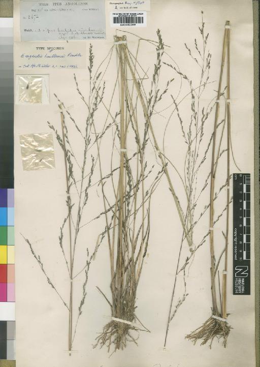 Eragrostis huillensis Rendle - BM000922993