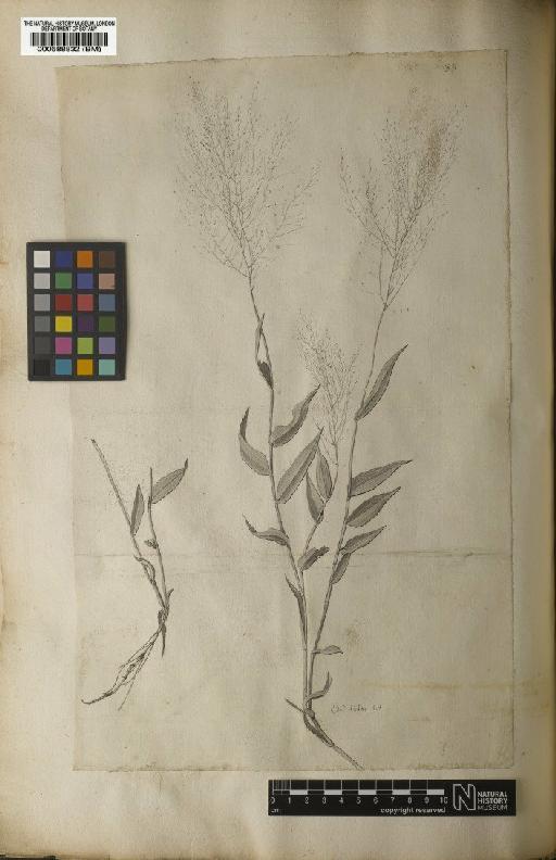 Panicum trichoides Sw. - BM000588832