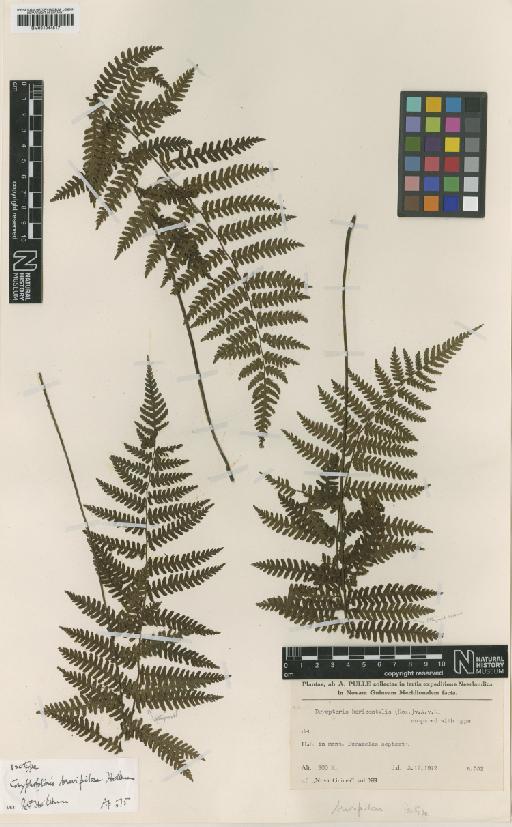 Coryphopteris brevipilosa Holttum - BM001044517