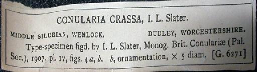 Conularia crassa Slater, 1907 - G 6271. Conularia crassa (label-3)