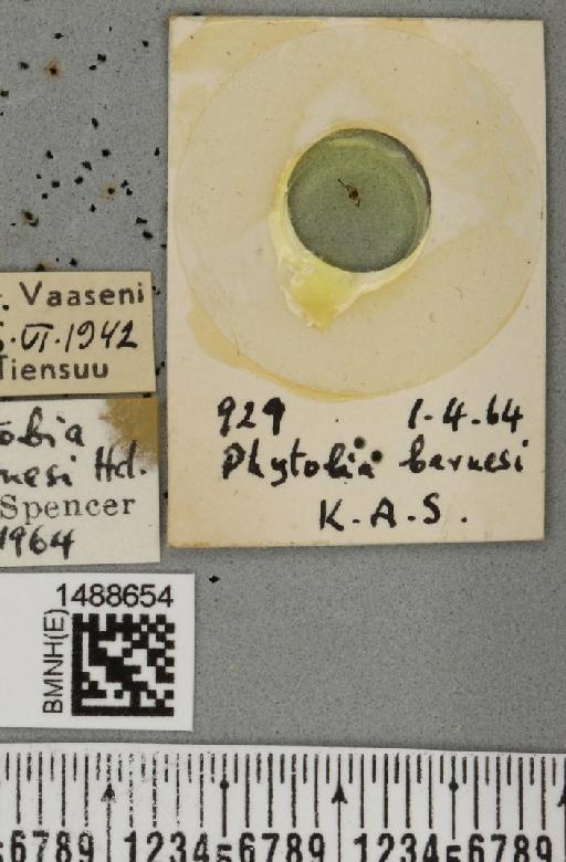 Phytobia cambii (Hendel, 1931) - BMNHE_1488654_label_52501