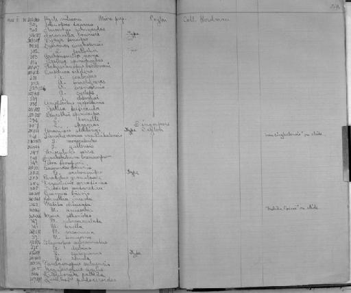 Ampelisca tridens parvorder Synopiidira Walker, 1904 - Zoology Accessions Register: Crustacea: 1876 - 1905: page 219