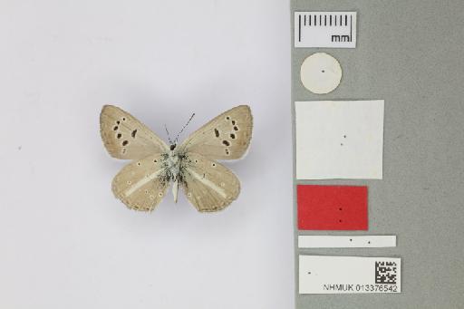 Polyommatus (Agrodiaetus) merhaba De Prins et al., 1991 - 013376542_Polyommatus_merhaba_de Prins Poorten Borie van Oorschot Riemis & Coenen_1991_PT_1