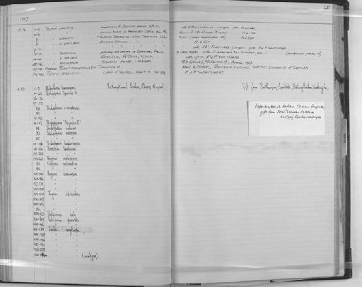 Coilia neglecta Whitehead, 1967 - Zoology Accessions Register: Fishes: 1961 - 1971: page 141