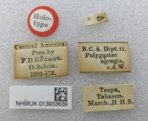 Polygaster egregia van der Wulp, 1890 - Polygaster egregia HT labels