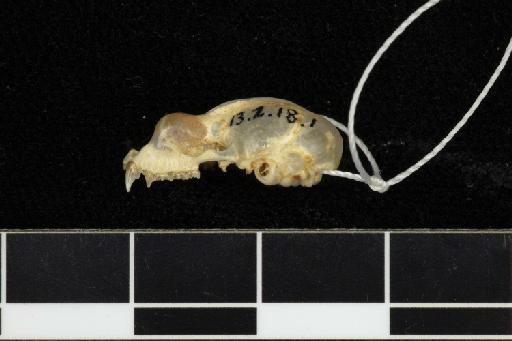 Triaenops pauliani, Goodman & Ranivo, 2008 - 1913_2_18_1-Triaenops_pauliani-Holotype-Skull-lateral