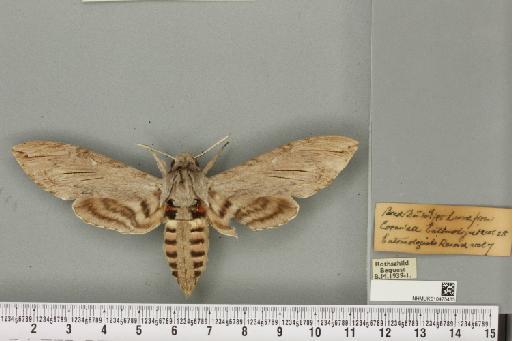 Agrius convolvuli ab. unicolor Tutt, 1904 - NHMUK_010475433_527060