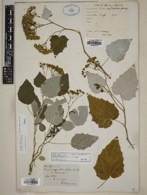 Pericallis appendiculata subsp. preauxiana (Sch.Bip.) K.E.Jones & Carine - 000803111