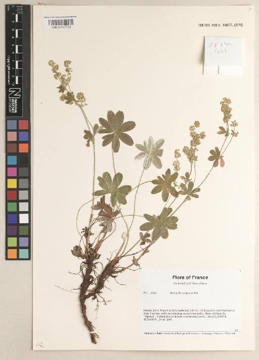 Alchemilla conjuncta Bab. - BM014117702