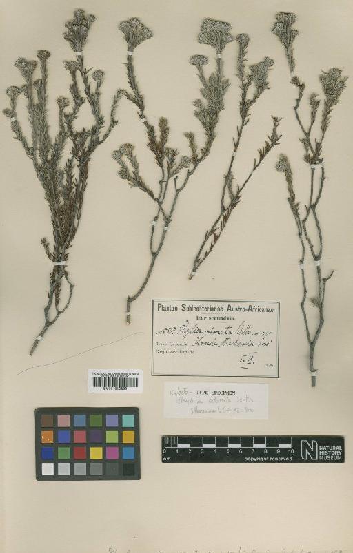 Phylica odorata Schltr. - BM001010892