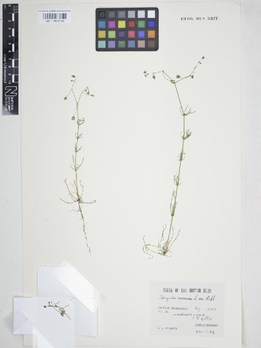 Spergula arvensis L. - 013863839_cap