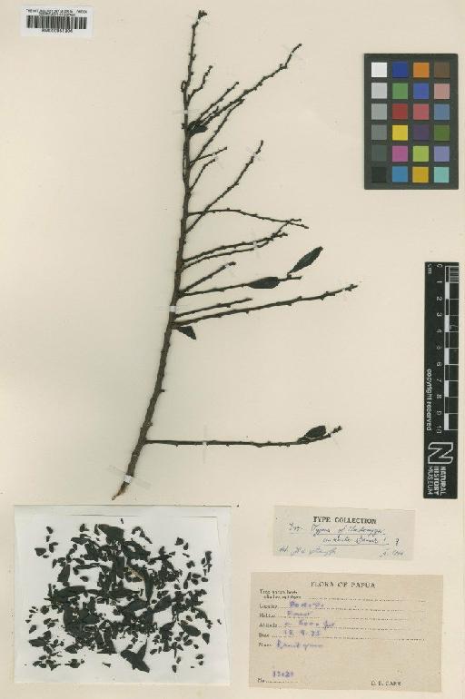 Cladomyza uncinata Stauffer - BM000951304