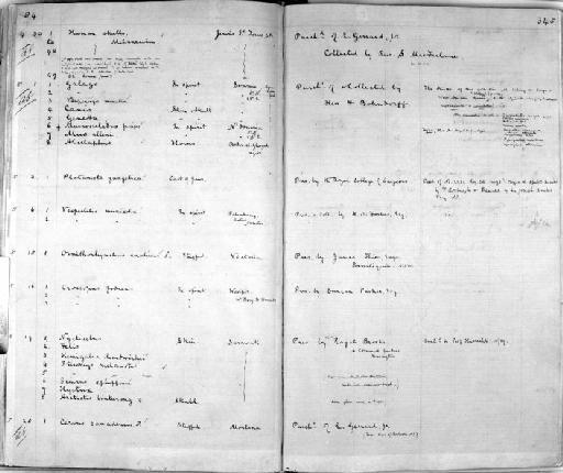 Ornithorhyncus anatinus triton Thomas, 1923. - Zoology Accessions Register: Mammals: 1861 - 1890: page 345