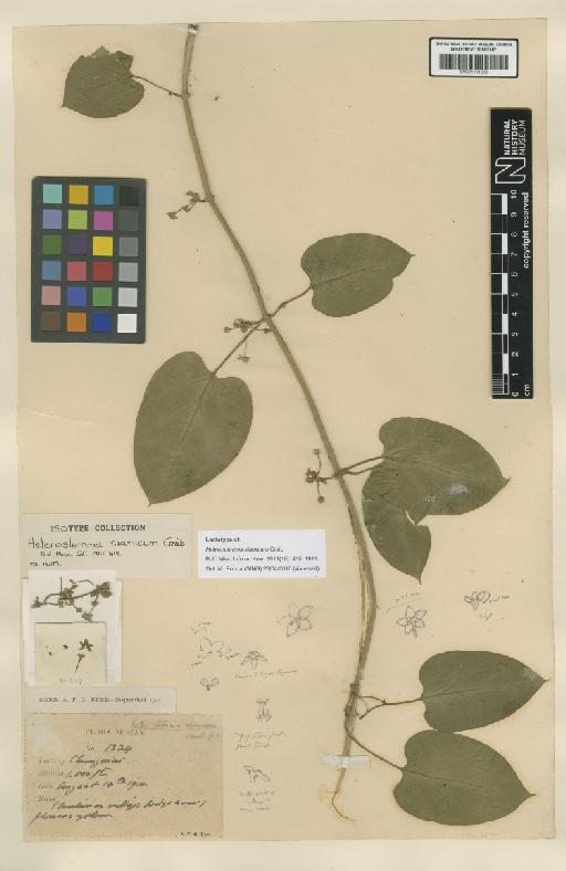 Heterostemma siamicum Craib - BM001191930