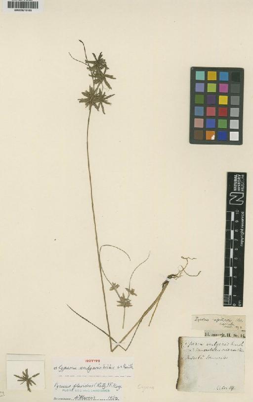 Cyperus flavidus Retz. - BM000815165