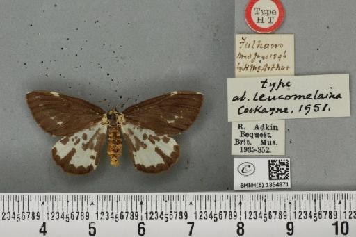 Abraxas grossulariata ab. leucomelaina Cockayne, 1951 - BMNHE_1854871_415376