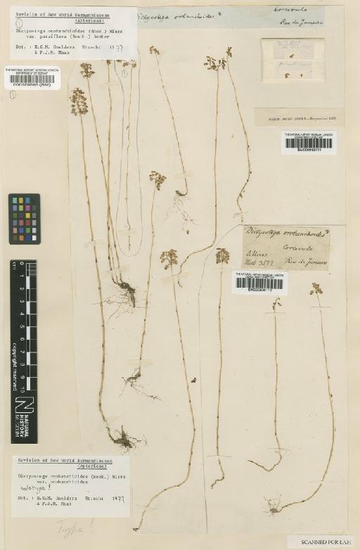 Dictyostega orobanchoides var. orobanchoides (Hook.) Miers - BM000938112