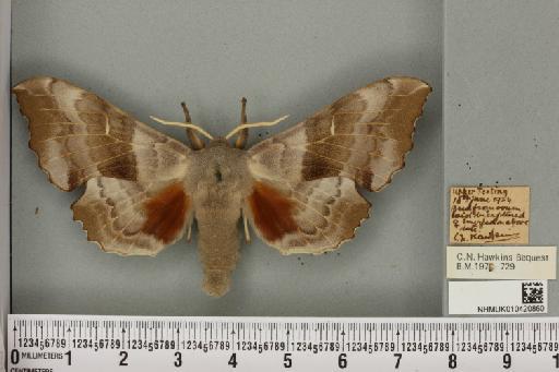 Laothoe populi populi (Linnaeus, 1758) - NHMUK_010420860_525797