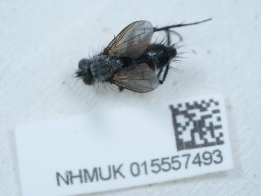 Eriothrix rufomaculata (De Geer, 1776) - 015557493_3