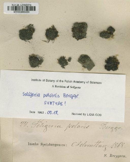 Seligeria polaris Berggr. - BM000965333