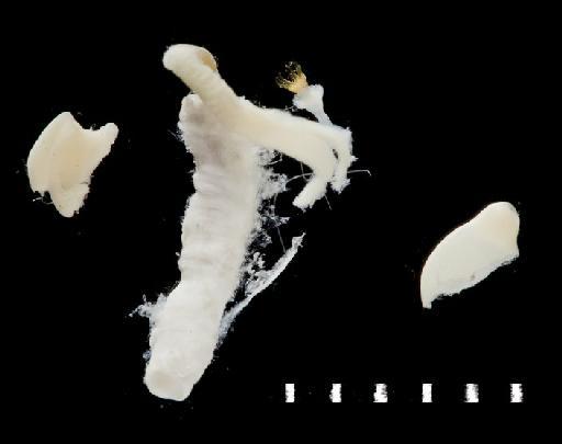 Hydroides caribensis - Polychaete type specimen; Serpullidae; 1992.282-283 view 2