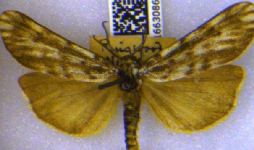 Coscinia cribraria bivittata (South, 1900) - BMNH(E)_1663086