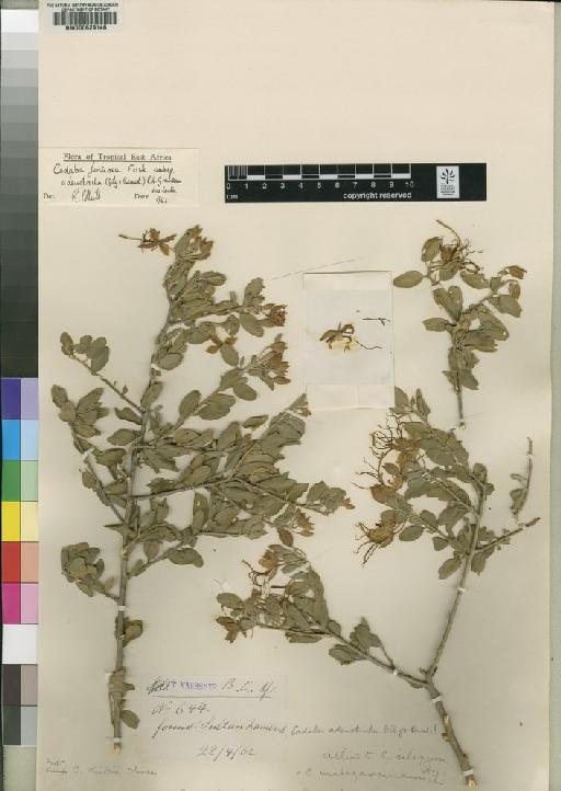 Cadaba farinosa subsp. adenotricha (Gilg & Gilg-Ben.) Graham - BM000629146