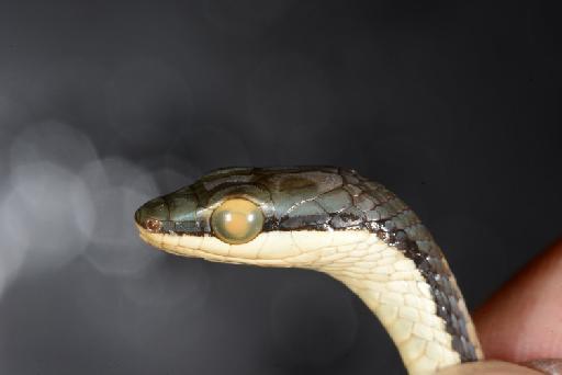 Leptophis mexicanus Duméril, Bibron  & Duméril, 1854 - DSC_3828 1894.1.17.5 Leptophis mexicanus.JPG