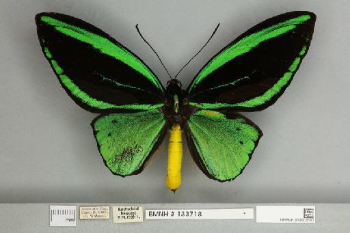 Ornithoptera priamus poseidon Doubleday, 1847 - 013603585__