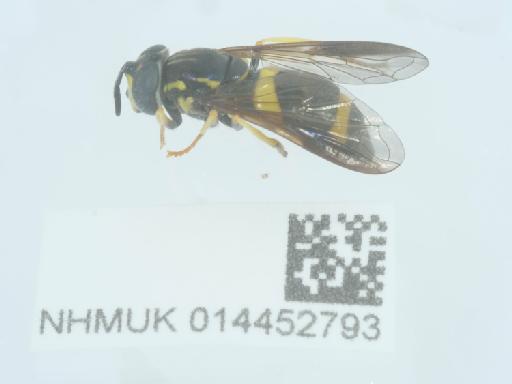 Chrysotoxum bicinctum (Linnaeus, 1758) - 014452793_1