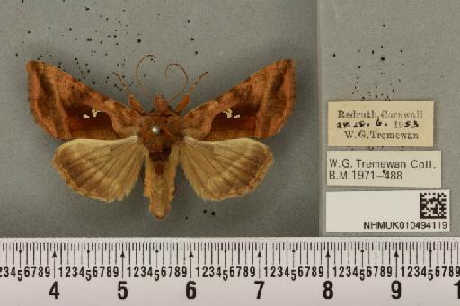 Autographa jota (Linnaeus, 1758) - NHMUK_010494119_549751