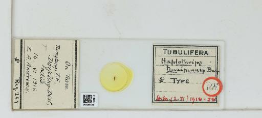 Haplothrips tenuipennis Bagnall, 1918 - 014288590_833466_1606398_157866_Type